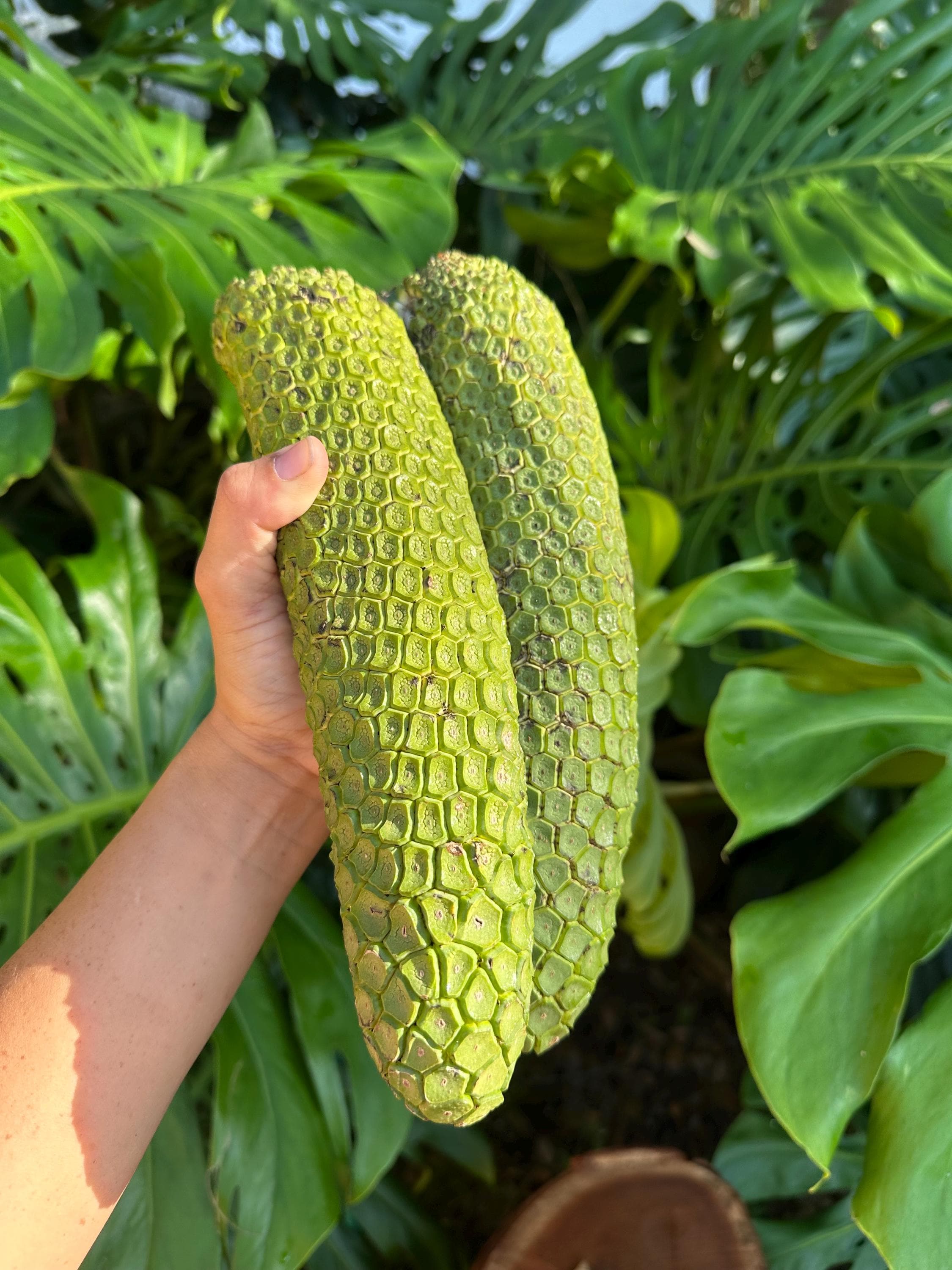 PRE-ORDEN, fruta monstera, monstera deliciosa, fruta extica, rara - Etsy  Mxico