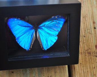 Puede incluir: Un ejemplar de mariposa morpho azul enmarcado con alas iridiscentes. La mariposa está montada en un marco negro con un frente de vidrio.