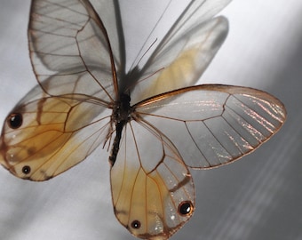 Mariposa de ala de vidrio, Haetera Piera, mariposa fantasma ámbar, mariposa real, ala de vidrio, mariposa fantasma, mariposa seca