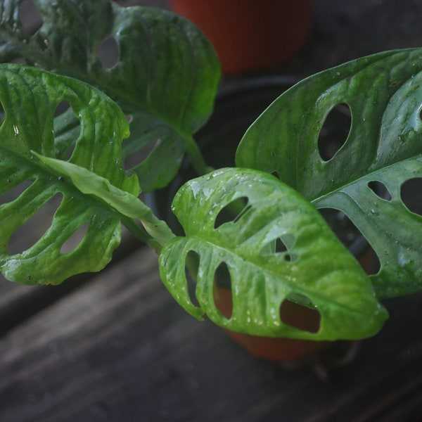 Monstera adansonii, Fromagerie suisse, Monstera, Coupe, Plantes d’intérieur, Boutures de plantes, Plantes exotiques, Plante à cinq trous, Plante de masque de singe