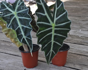 Alocasia Polly, African Mask, Elephant Ear, Live Plant