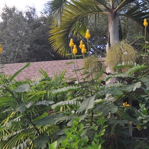Vela Cassia, Senna Atala, Planta Huésped Mariposa, Hierba Medicinal, Alimento para Mariposas, Atractor de Mariposas, Planta Real, Planta Curativa
