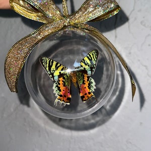 Sunset Moth Spread open, Wings open, Preserved Butterfly