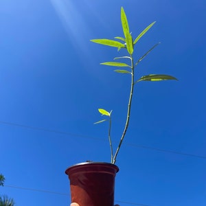 Milkweed, Asclepias curassavica, Butterfly Flower, Butterfly Food, Butterfly Plants, Butterfly Attractor, Live Plants