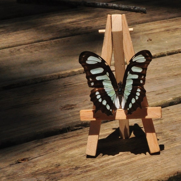 Malachite Butterfly, Siproeta stelenes, Green Butterfly, Mosaic Butterfly, Preserved Butterfly, Dried Butterfly, Spread Butterfly