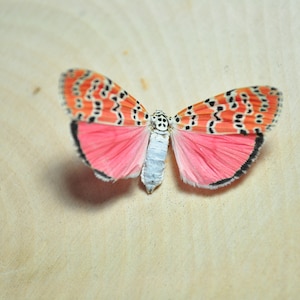 May include: A pink and orange butterfly with black markings on its wings. The butterfly is mounted on a light brown surface.