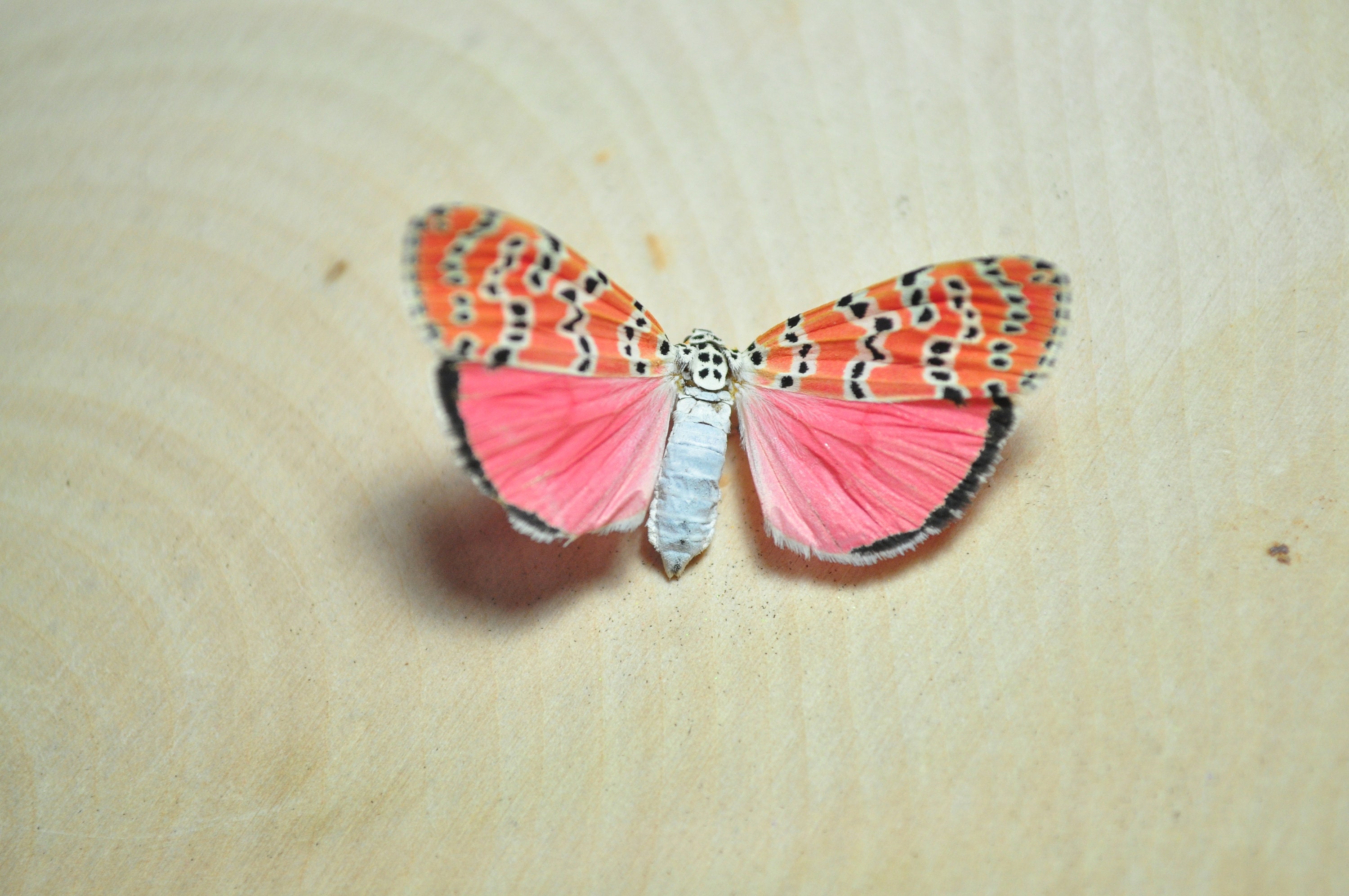 アンダーカバーバタフライプリントブラウススウェットMOTH 蝶