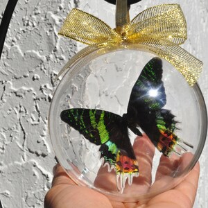 Sunset Moth Spread open, Wings open, Preserved Butterfly