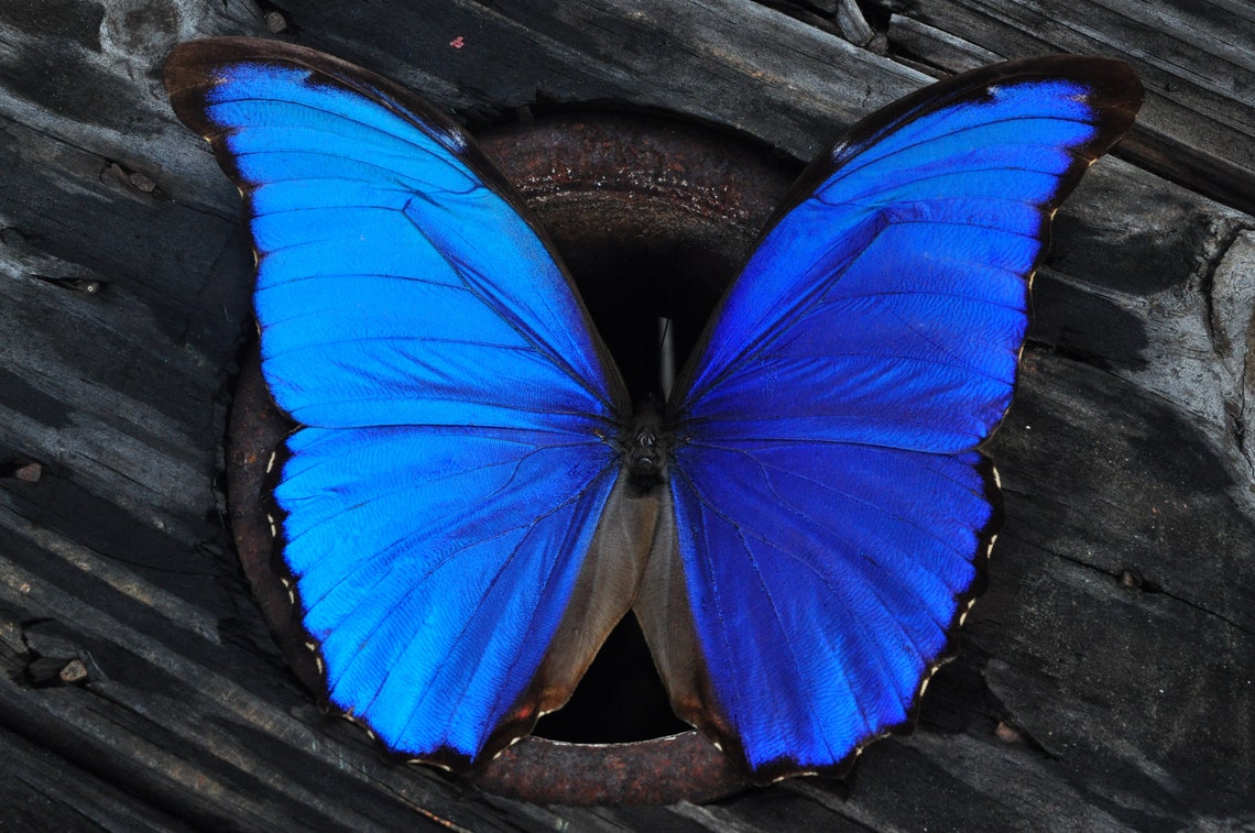 Blue Morpho Butterfly Preserved Butterfly Real Blue Etsy