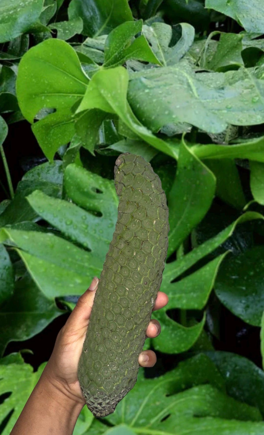 Pre- Order !!! Monstera Fruit, Monstera Deliciosa, Exotic Fruit, Rare - Etsy