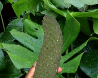 Pre- order !!! monstera fruit, monstera deliciosa, exotic fruit, rare