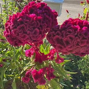 May include: Close-up of vibrant, deep magenta cockscomb flowers in full bloom. The flowers have a unique, textured appearance, with ruffled, velvety surfaces. Lush green foliage surrounds the blooms, creating a striking contrast. The image captures the beauty of nature.