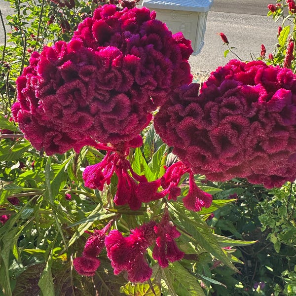Cockscomb - Etsy