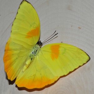 Yellow Preserved Butterfly (Wings Open)