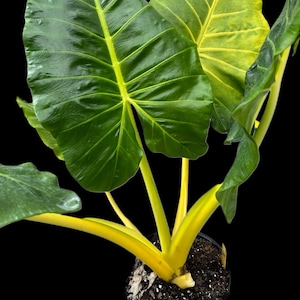 Alocasia lutea plant, Alocasia macrorrhiza 'Lutea’ (Golden Elephant Ear) or Alocasia 'New Guinea Gold'