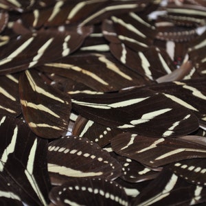 May include: A close-up of a pile of black and white butterfly wings. The wings have a striped pattern and are arranged in a random order.