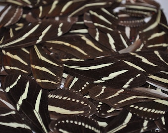 Zebra Longwing vlinder vleugels behouden