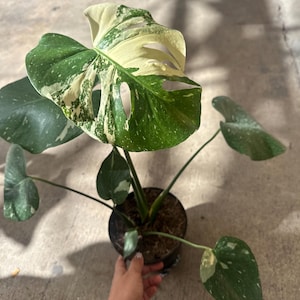May include: A potted Monstera plant with large, variegated leaves. The leaves display a mix of deep green and creamy white patterns. The plant is in a black pot, and the image is taken from a top-down perspective.