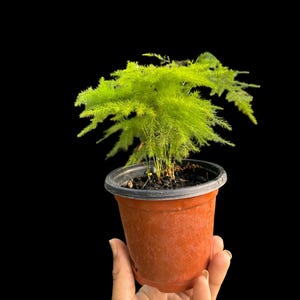 Fern Bonsai - Etsy