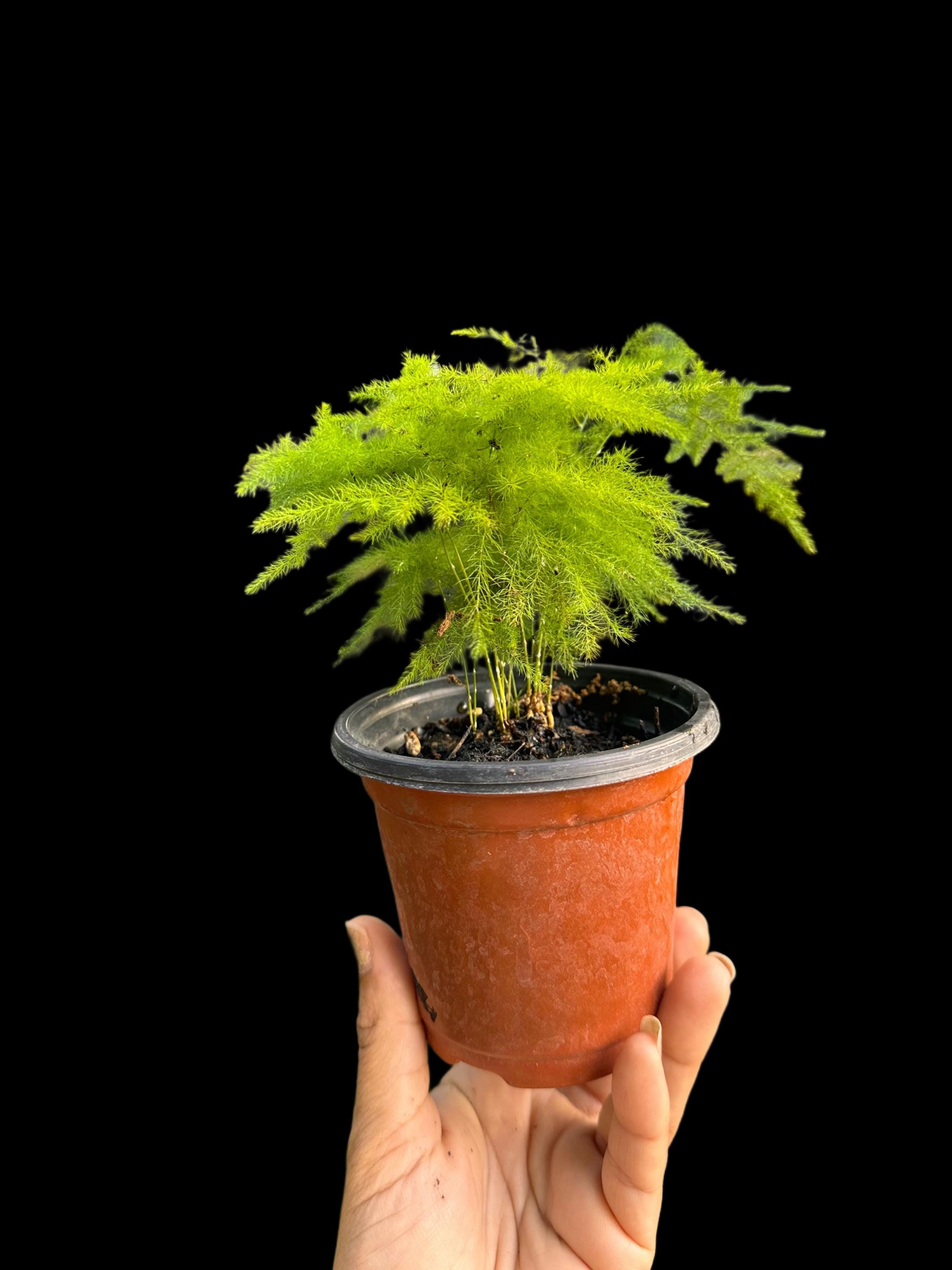 Fern Bonsai - Etsy Canada