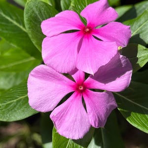 Periwinkle seeds 50+, free shipping