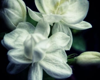 Jasmine Grand Attar: Jazmín Grandiflorum (jazmín de floración diurna), sándalo y yuzu - Serie de attars Shibui