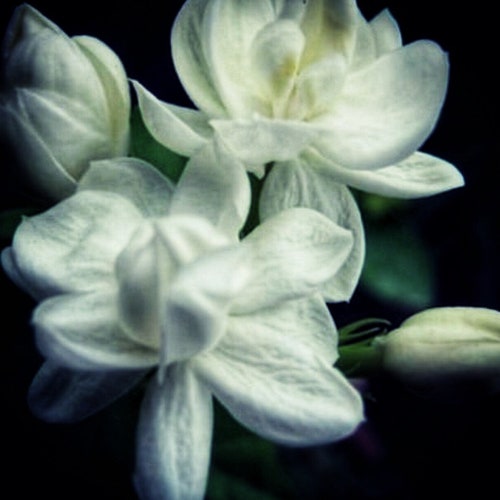 Jasmine Grand Attar: Jazmín Grandiflorum (jazmín de floración diurna), sándalo y yuzu - Serie de attars Shibui