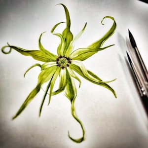 Nosy Be Ylang 2020 (Rare Island Distillation), Sandalwood, and Yuzu : Shibui Attars Series