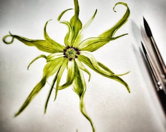 Nosy Be Ylang 2020 (Destilación de una isla rara), sándalo y yuzu: Serie de attars Shibui