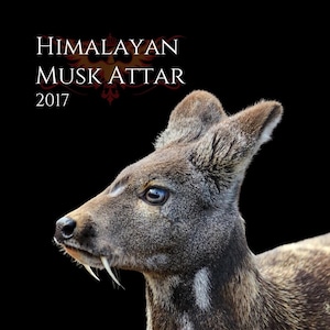 Deer Musk - Etsy Singapore
