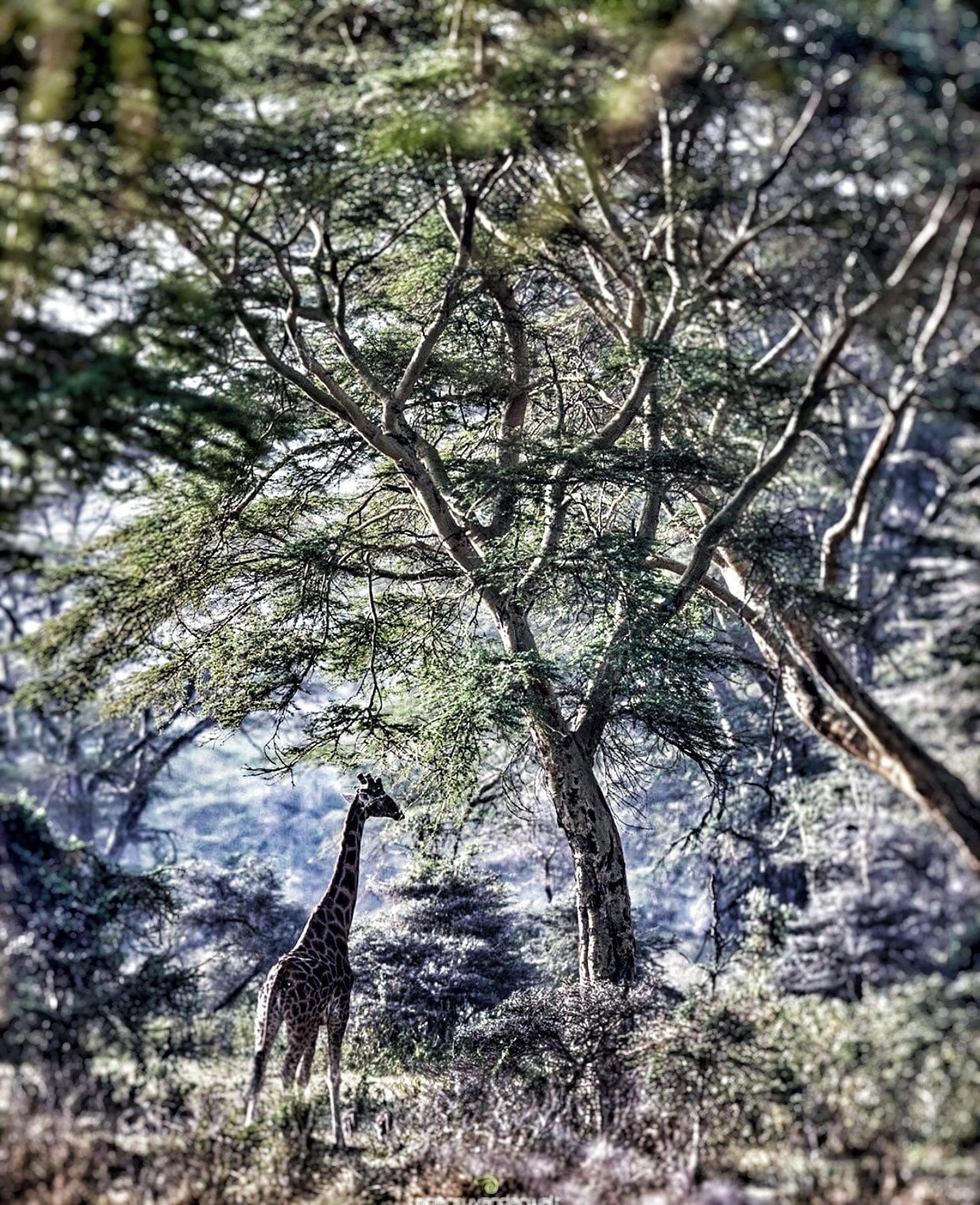 Kenyan Frank Neglecta 2020 Pure Frankincense Oil Etsy