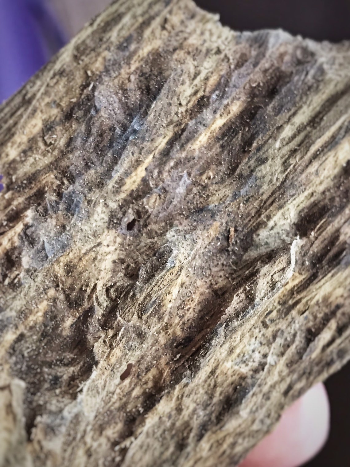 Surfers Paradise Banana Island Krui Sumatra Rare Etsy