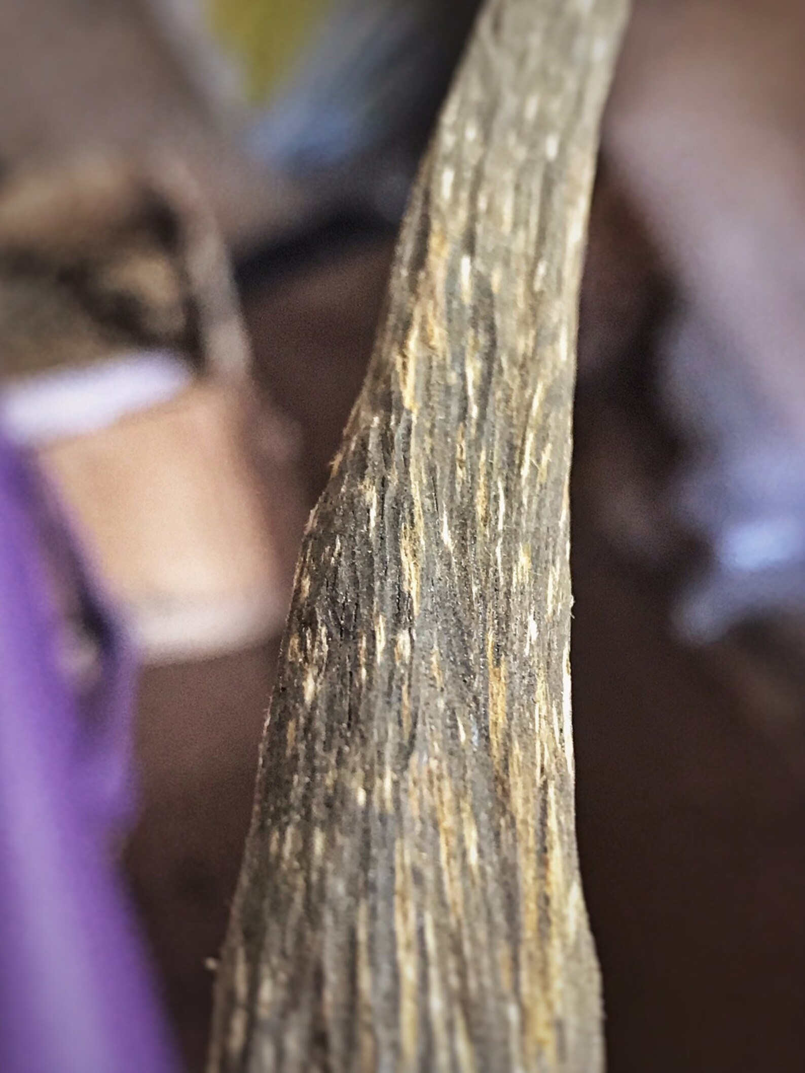 Surfers Paradise Banana Island Krui Sumatra Rare Etsy