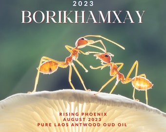 Borikhamxay Laos 2023 : New Gen Incense Grade Wild Central Laos Antwood Pure Dehn al Oud - Rising Phoenix Perfumery - Borikhamxay Series