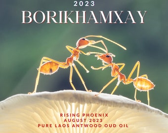 Borikhamxay Laos 2023: Incienso de nueva generación Wild Central Laos Antwood Pure Dehn al Oud - Perfumería Rising Phoenix - Serie Borikhamxay