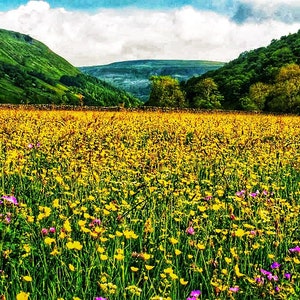 Meadows and Forests - Aromatherapy Goodness Blend