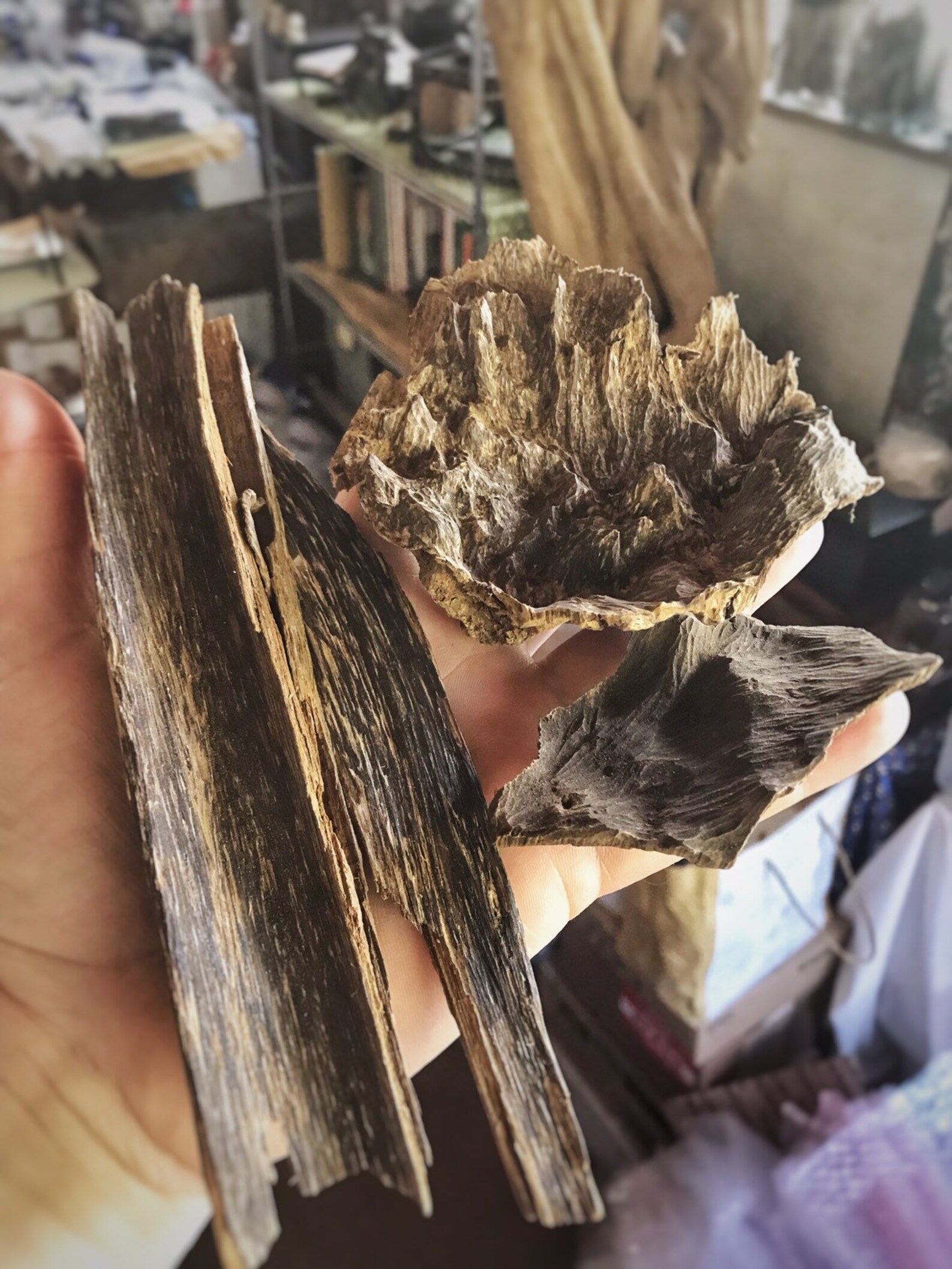 Surfers Paradise Banana Island Krui Sumatra Rare Etsy