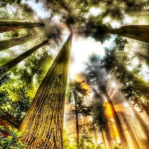 May include: A view looking up through a dense forest of tall trees with sunlight shining through the branches and leaves. The trees are mostly green with some brown bark.