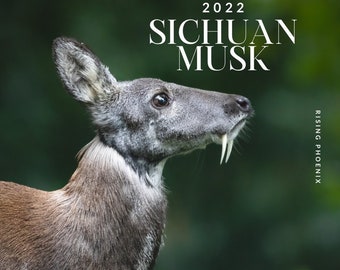 Buy Sichuan Chinese Deer Musk Pharmaceutical Grade Online in