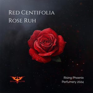 Rosa Centifolia Otto - 2024 - Aceite puro de rosa Centifolia de la India - Rosa de Mai - Rosa provenzal - Rosa de col - Gulab rojo Ruh