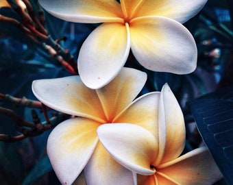 Frangipani / Plumeria Attar 2021 : Sandalwood, and Yuzu - Shibui Attars Series