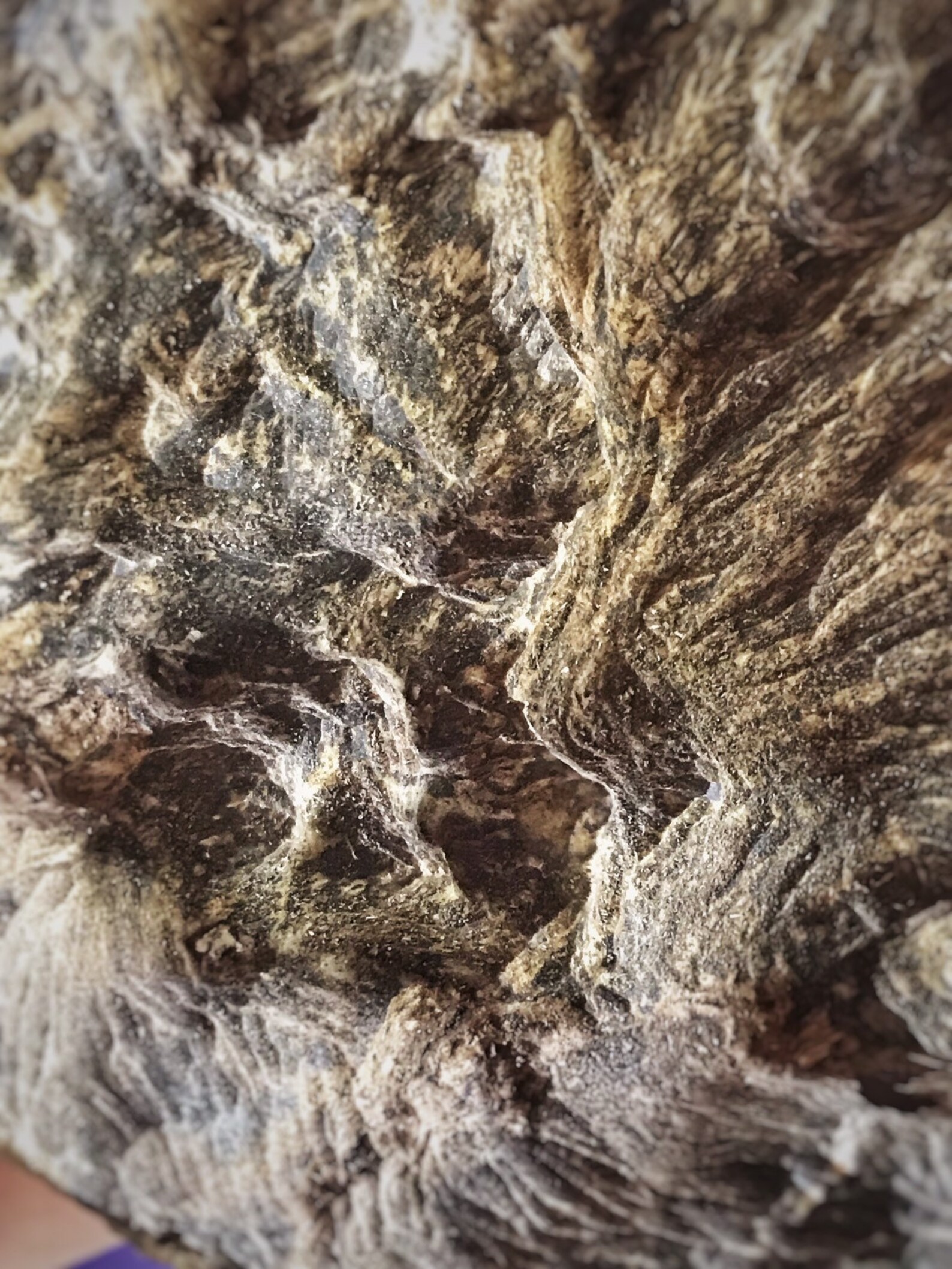 Surfers Paradise Banana Island Krui Sumatra Rare Etsy