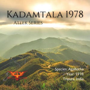 May include: A scenic view of rolling green hills with a winding road leading up to the top. The image is titled "Kadamtala 1978 Ateek Series" and includes the text "Species: Agallocha, Year: 1978, Tripura, India".