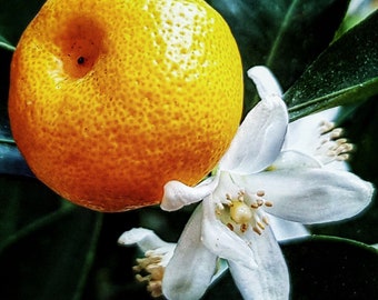 Orange Blossom Attar 2020 : Orange Blossom / Neroli, Sandalwood, and Distilled Orange -Shibui Attars Series