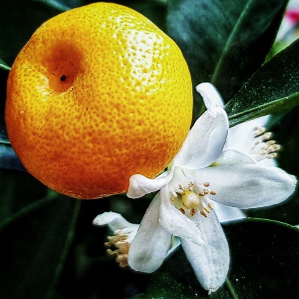Orange Blossom Attar 2020: Oranjebloesem / Neroli, Sandelhout en Gedistilleerde Sinaasappel -Shibui Attars-serie