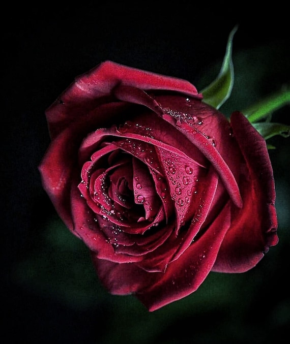 Damask Rose Attar 2020 Damask Rose Sandalwood and Yuzu Shibui