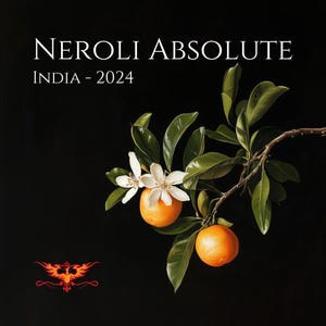 May include: A black background with the text "NEROLI ABSOLUTE INDIA - 2024". A branch with green leaves, white flowers, and two oranges is on the right. A red and orange decorative design is at the bottom left.