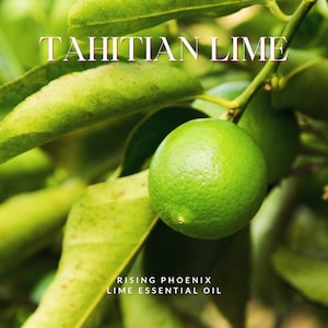 Op de afbeelding: Een close-up van een groene Tahiti-limoen aan een limoenboomtak. De tekst "TAHITIAN LIME" staat boven de limoen. Onder de limoen staat de tekst "RISING PHOENIX LIME ESSENTIAL OIL".