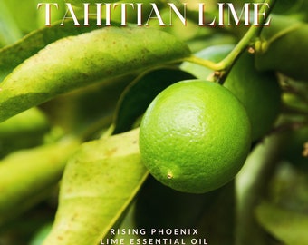 Può includere: Primo piano di un lime Tahiti verde su un ramo di albero di lime. Il testo "TAHITIAN LIME" è sopra il lime. Sotto il lime, il testo recita "RISING PHOENIX LIME ESSENTIAL OIL".