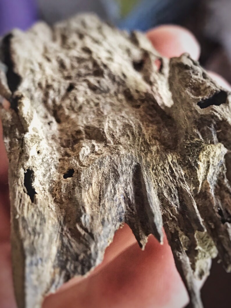 Surfers Paradise Banana Island Krui Sumatra Rare Etsy